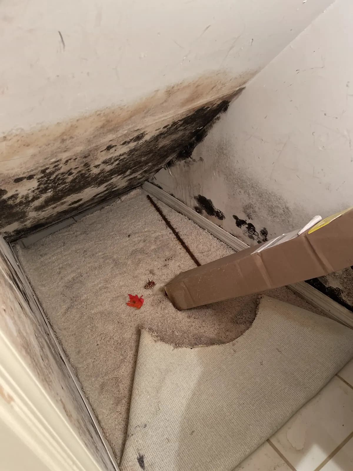 Black mold growth spreading along a closet wall corner above pulled-back carpet