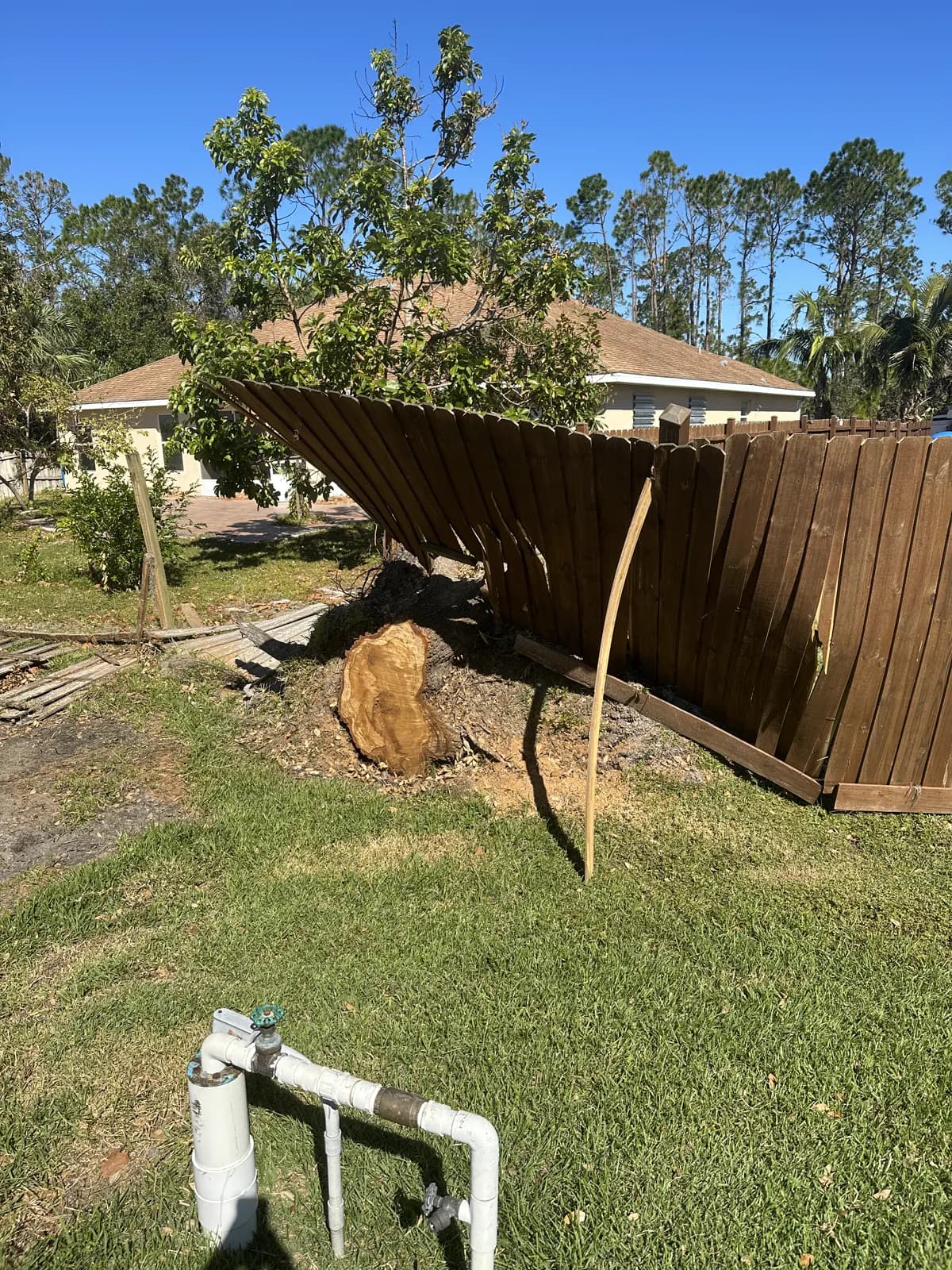 Storm-felled tree, cut at the trunk, resting against a collapsed wood privacy fence in a backyard