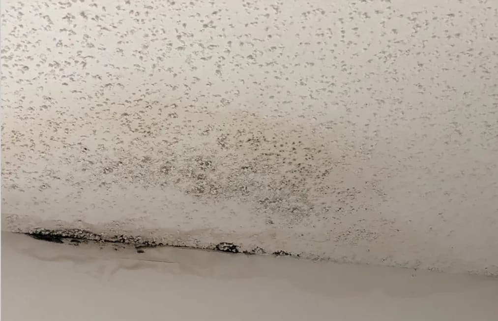 Settle Your Hail Damage Claim With Our Professional Public Adjusters