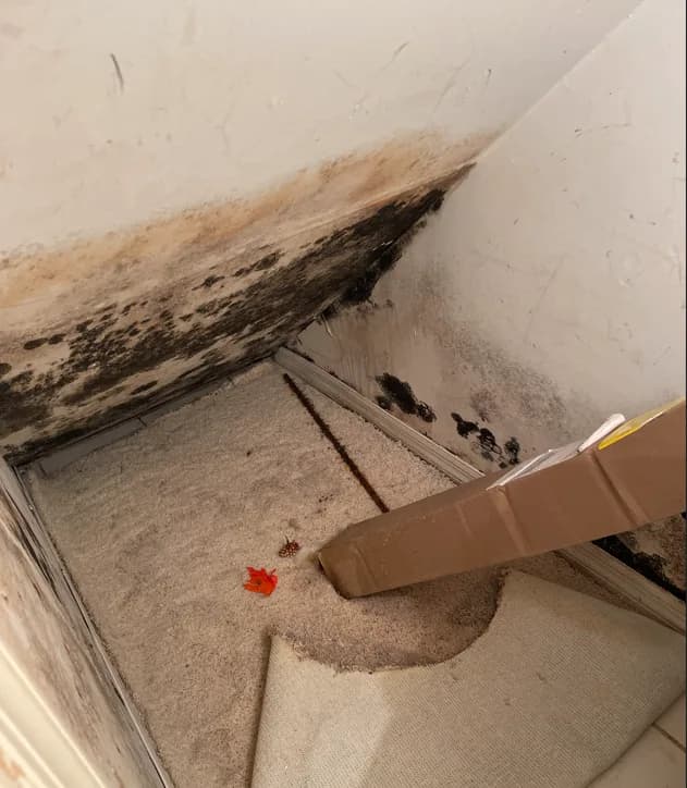 Secure Your Insurance Claim With The Best Public Adjusters In Florida