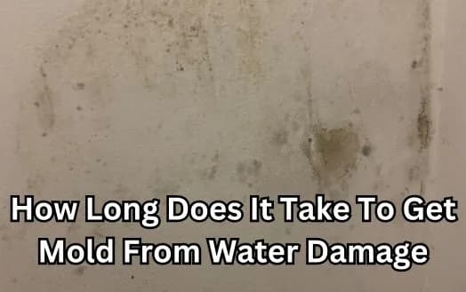 How Long Does It Take To Get Mold From Water Damage - How Long Does It Take For Mold To Grow