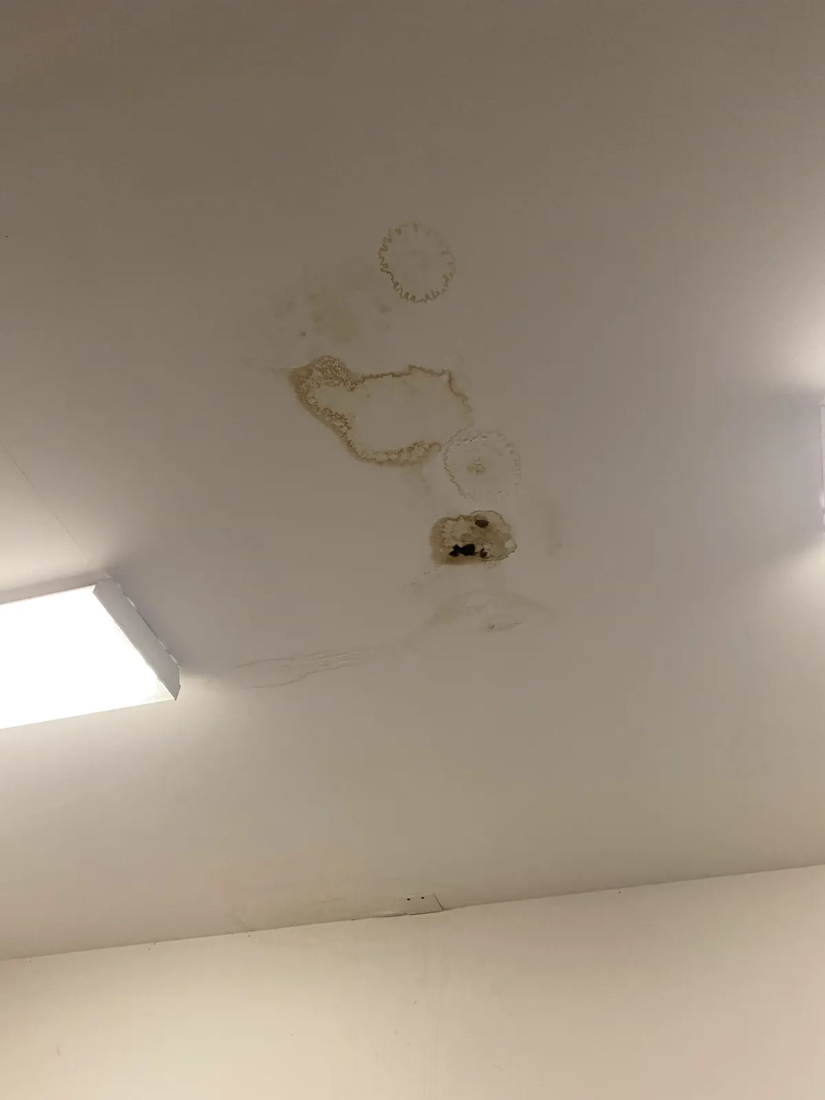 Commercial ceiling with multiple brown water-stain rings and dark spots beside a fluorescent light fixture